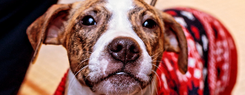 Team Hazelle for Dorchester Paws